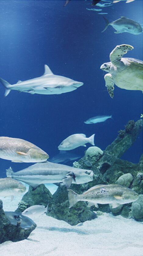 Albuquerque Aquarium Albuquerque NM