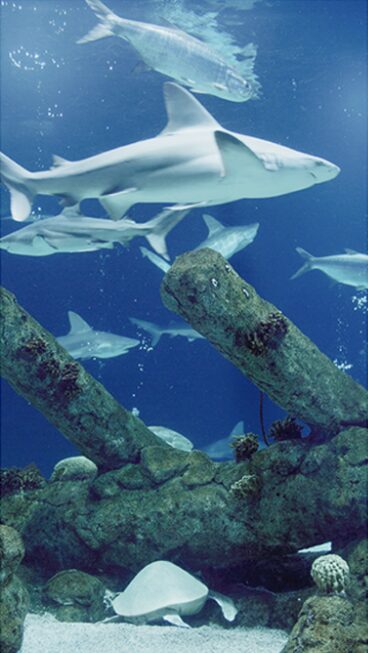 Albuquerque BioPark Aquarium Albuquerque NM 2